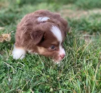Willow, a female Miniature Australian Shepherd for sale in Auburn, NE – Photo 7 of 7