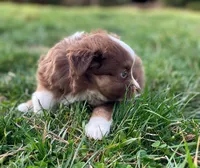 Willow, a female Miniature Australian Shepherd for sale in Auburn, NE – Photo 5 of 7