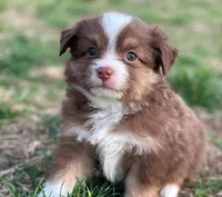 Willow, a female Miniature Australian Shepherd for sale in Auburn, NE – Photo 2 of 7