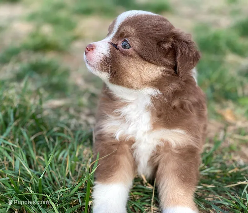 Willow – Miniature Australian Shepherd puppy on hold in Auburn, NE