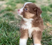 Willow, a female Miniature Australian Shepherd for sale in Auburn, NE – Photo 1 of 7