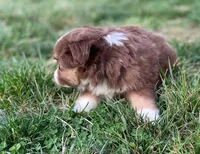 Willow, a female Miniature Australian Shepherd for sale in Auburn, NE – Photo 4 of 7