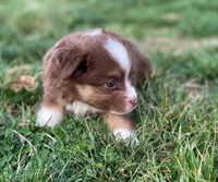 Willow, a female Miniature Australian Shepherd for sale in Auburn, NE – Photo 3 of 7