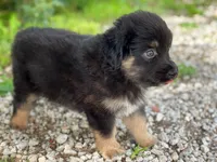 Belle, a female Miniature Australian Shepherd for sale in Auburn, NE – 6 of 6
