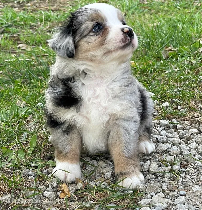 Tucker, a male Miniature Australian Shepherd for sale in Auburn, NE – 1 of 7