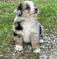 Tucker, a male Miniature Australian Shepherd for sale in Auburn, NE – 1 of 7