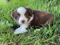 Duke, a male Miniature Australian Shepherd for sale in Auburn, NE – 6 of 6