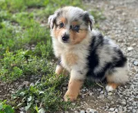 Molly, a female Toy Australian Shepherd for sale in Auburn, NE – 6 of 6