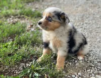 Molly, a female Toy Australian Shepherd for sale in Auburn, NE – 3 of 6