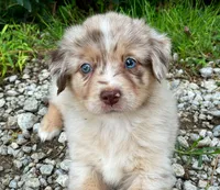 Lucy, a female Miniature Australian Shepherd for sale in Auburn, NE – 6 of 6