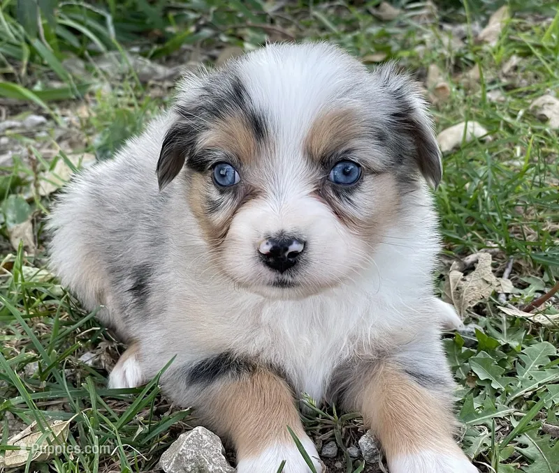 Luna, a female Miniature Australian Shepherd for sale in Auburn, NE – 1 of 6