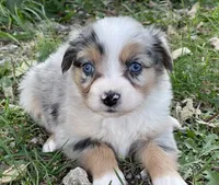 Luna, a female Miniature Australian Shepherd for sale in Auburn, NE – 1 of 6