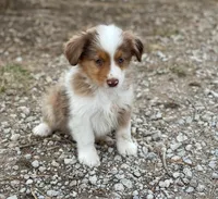 Hunter, a male Miniature Australian Shepherd for sale in Auburn, NE – Photo 3 of 3