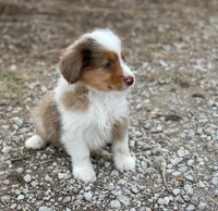 Hunter, a male Miniature Australian Shepherd for sale in Auburn, NE – Photo 1 of 3