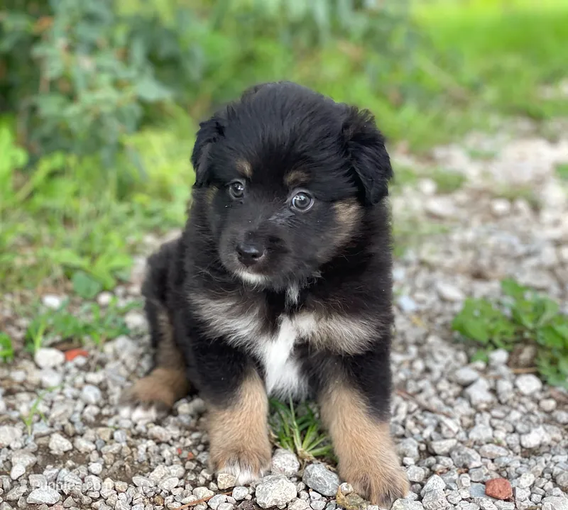 Belle – Miniature Australian Shepherd puppy for sale in Auburn, NE