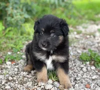 Belle, a female Miniature Australian Shepherd for sale in Auburn, NE – 1 of 6