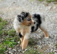 Molly, a female Toy Australian Shepherd for sale in Auburn, NE – 4 of 6