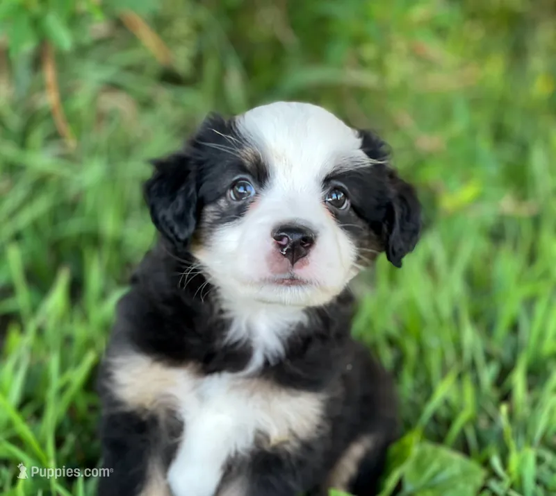 Blaze – Miniature Australian Shepherd puppy for sale in Auburn, NE