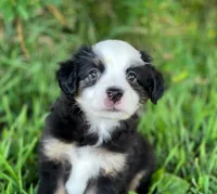 Blaze, a male Miniature Australian Shepherd for sale in Auburn, NE – 1 of 6