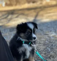 Duke, a male Toy Australian Shepherd for sale in Auburn, NE – Photo 1 of 4