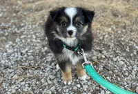 Duke, a male Toy Australian Shepherd for sale in Auburn, NE – Photo 2 of 4
