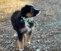 Duke, a male Toy Australian Shepherd for sale in Auburn, NE – Photo 3 of 4