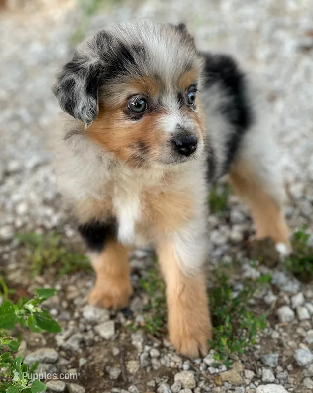Molly – Toy Australian Shepherd puppy for sale in Auburn, NE