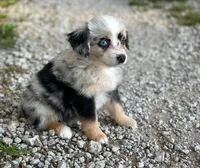 Gracie, a female Toy Australian Shepherd for sale in Auburn, NE – 6 of 6