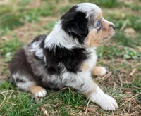 Skye, a female Miniature Australian Shepherd for sale in Auburn, NE – Photo 1 of 7