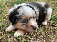 Skye, a female Miniature Australian Shepherd for sale in Auburn, NE – Photo 3 of 7