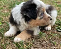Skye, a female Miniature Australian Shepherd for sale in Auburn, NE – Photo 2 of 7