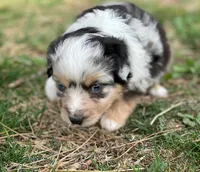 Skye, a female Miniature Australian Shepherd for sale in Auburn, NE – Photo 6 of 7