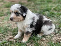 Skye, a female Miniature Australian Shepherd for sale in Auburn, NE – Photo 4 of 7