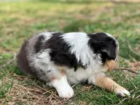 Skye, a female Miniature Australian Shepherd for sale in Auburn, NE – Photo 7 of 7