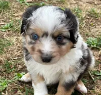 Skye, a female Miniature Australian Shepherd for sale in Auburn, NE – Photo 5 of 7