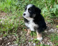 Jack, a male Miniature Australian Shepherd for sale in Auburn, NE – 2 of 6