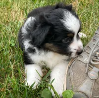 Piper, a female Toy Australian Shepherd for sale in Auburn, NE – 5 of 5