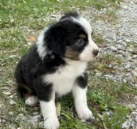 Oreo, a male Miniature Australian Shepherd for sale in Auburn, NE – 4 of 7