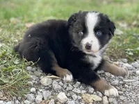 Bella, a female Miniature Australian Shepherd for sale in Auburn, NE – 5 of 7