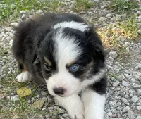 Lily, a female Miniature Australian Shepherd for sale in Auburn, NE – 4 of 6