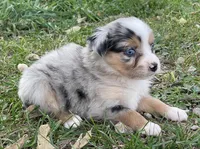 Luna, a female Miniature Australian Shepherd for sale in Auburn, NE – 6 of 6