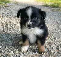 Max, a male Toy Australian Shepherd for sale in Auburn, NE – 5 of 5