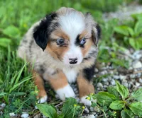 Max, a male Miniature Australian Shepherd for sale in Auburn, NE – 6 of 7
