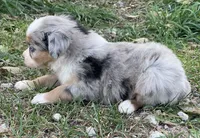 Luna, a female Miniature Australian Shepherd for sale in Auburn, NE – 5 of 6