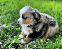 Max, a male Miniature Australian Shepherd for sale in Auburn, NE – 7 of 7