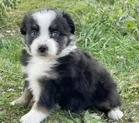 Harper, a female Miniature Australian Shepherd for sale in Auburn, NE – 3 of 6