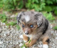 Luna, a female Miniature Australian Shepherd for sale in Auburn, NE – 3 of 5