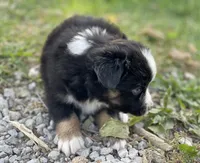 Bella, a female Miniature Australian Shepherd for sale in Auburn, NE – 3 of 7