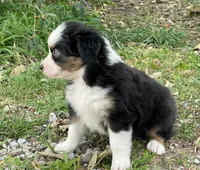 Oreo, a male Miniature Australian Shepherd for sale in Auburn, NE – 3 of 7
