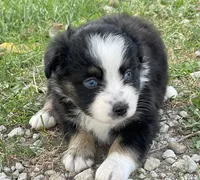 Harper, a female Miniature Australian Shepherd for sale in Auburn, NE – 4 of 6